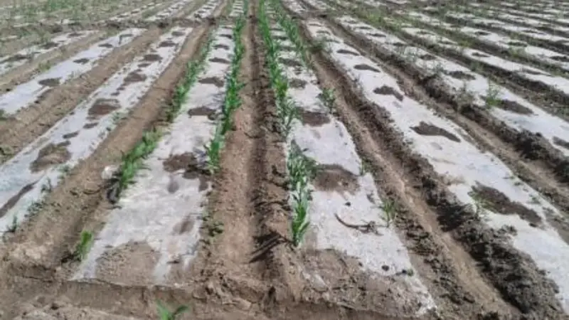Raised bed planting is a proven farming practice with significant potential in Central Asia. Raised bed planting is a proven farming practice with significant potential in Central Asia.
