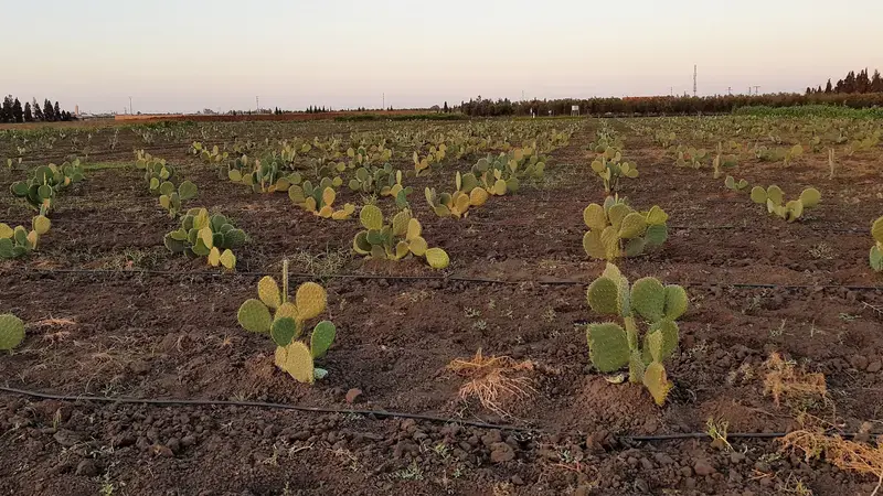 These cactus ecotypes will be used to re-establish cactus plantations ravaged by the pest These cactus ecotypes will be used to re-establish cactus plantations ravaged by the pest