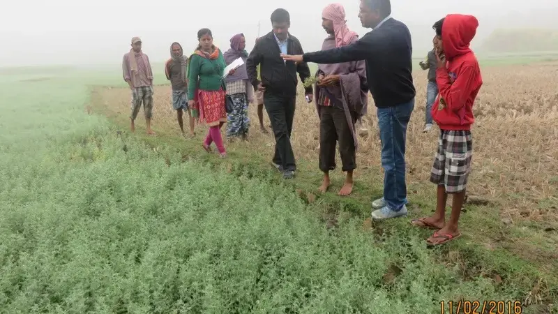 Scientists and farmers examining lentil sown in the rice-fallow area of Birbhum (West Bengal) Scientists and farmers examining lentil sown in the rice-fallow area of Birbhum (West Bengal)