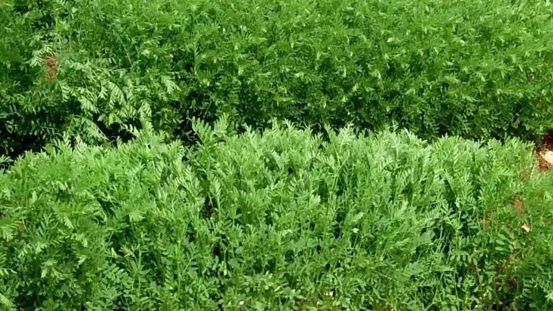 Idlib 5, the new high yielding lentil variety released in Syria. Idlib 5, the new high yielding lentil variety released in Syria.