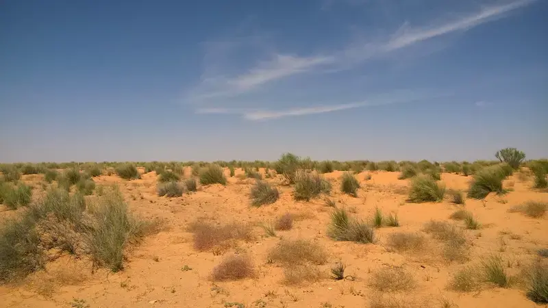 Rangelands in Tunisia require urgent land tenure and governance reforms. Rangelands in Tunisia require urgent land tenure and governance reforms.