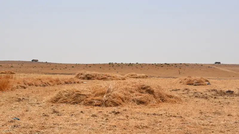 Barley harvesting in Jordan's Badia. Photo credit: Sanobar Khudaybergenova, ICARDA. Barley harvesting in Jordan's Badia. Photo credit: Sanobar Khudaybergenova, ICARDA.