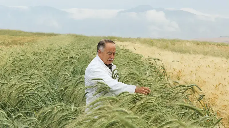 Improved crop varieties offer a vital defense against climate change Improved crop varieties offer a vital defense against climate change