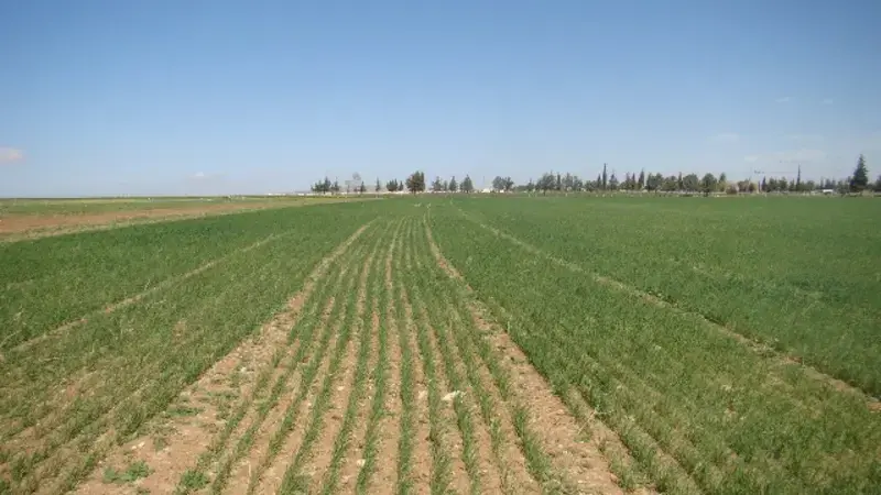 Conservation agriculture - a proven solution for sustainably raising agricultural production Conservation agriculture - a proven solution for sustainably raising agricultural production