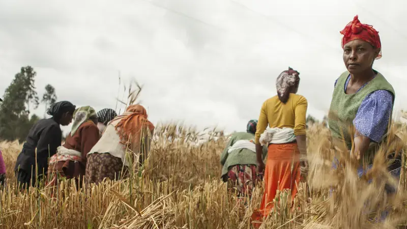Closing the gender gap in barley farming boosts production and incomes in Ethiopia Closing the gender gap in barley farming boosts production and incomes in Ethiopia