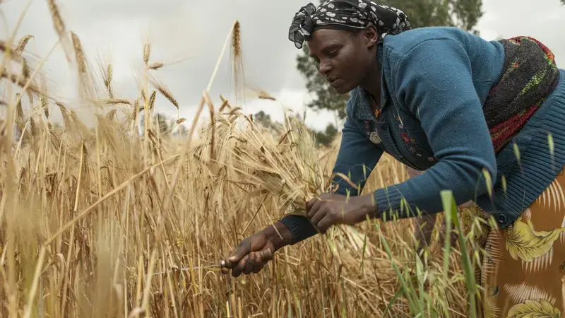 New improved varieties of malt barley raise the bar for yield and incomes for smallholder farmers in Ethiopia New improved varieties of malt barley raise the bar for yield and incomes for smallholder farmers in Ethiopia