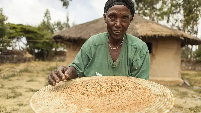 Demekech, a lentil farmer in Ethiopia Demekech, a lentil farmer in Ethiopia