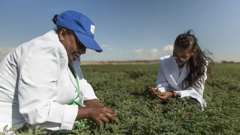 A USAID-supported research partnership with Ethiopia is developing improved crops for Sub-Saharan Africa A USAID-supported research partnership with Ethiopia is developing improved crops for Sub-Saharan Africa