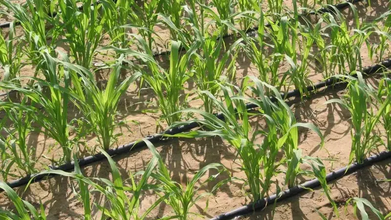 Drip irrigation is used by farmers to improve the water productivity of wheat production (image courtesy of the Water Movement) Drip irrigation is used by farmers to improve the water productivity of wheat production (image courtesy of the Water Movement)
