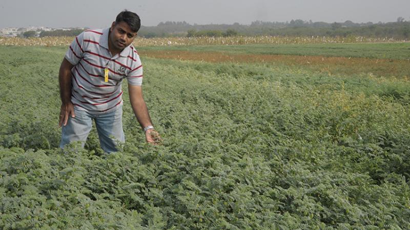 Dr. Rajeev Varshney in the fields helping to increase crop production. Photo courtesy of the Integrated Breeding Platform