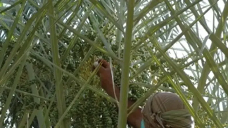 Date palm is a key commodity across the Arabian Peninsula – a key source of nutrition, feed, and fuel. Date palm is a key commodity across the Arabian Peninsula – a key source of nutrition, feed, and fuel.