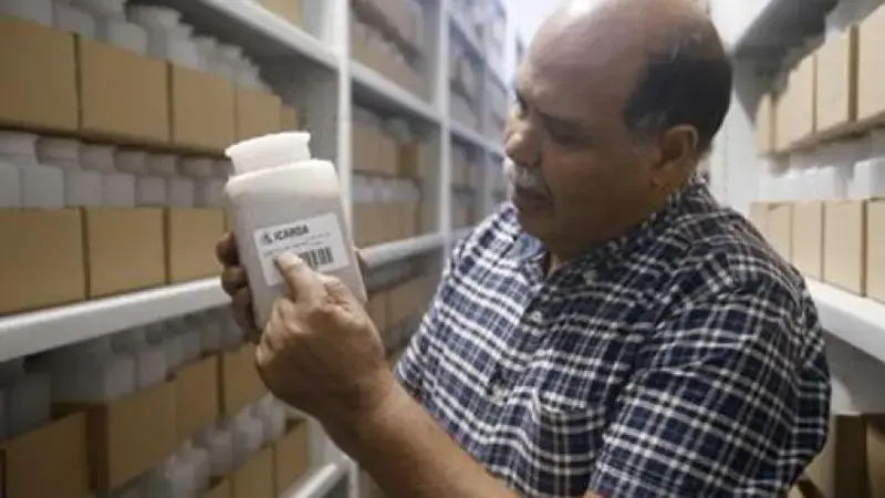 Dr. Ahmed Amri, head of ICARDA's Genetic Resources Unit, displays seed samples in the Rabat seed bank, Morocco Dr. Ahmed Amri, head of ICARDA's Genetic Resources Unit, displays seed samples in the Rabat seed bank, Morocco