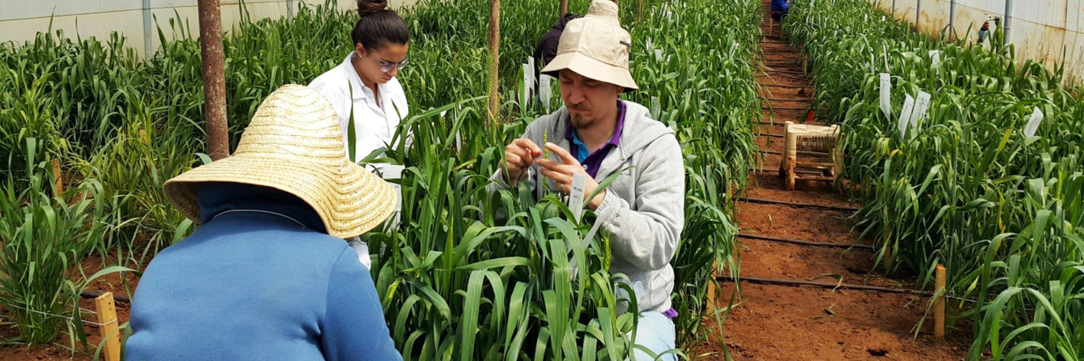 Enhancing Arab food security 