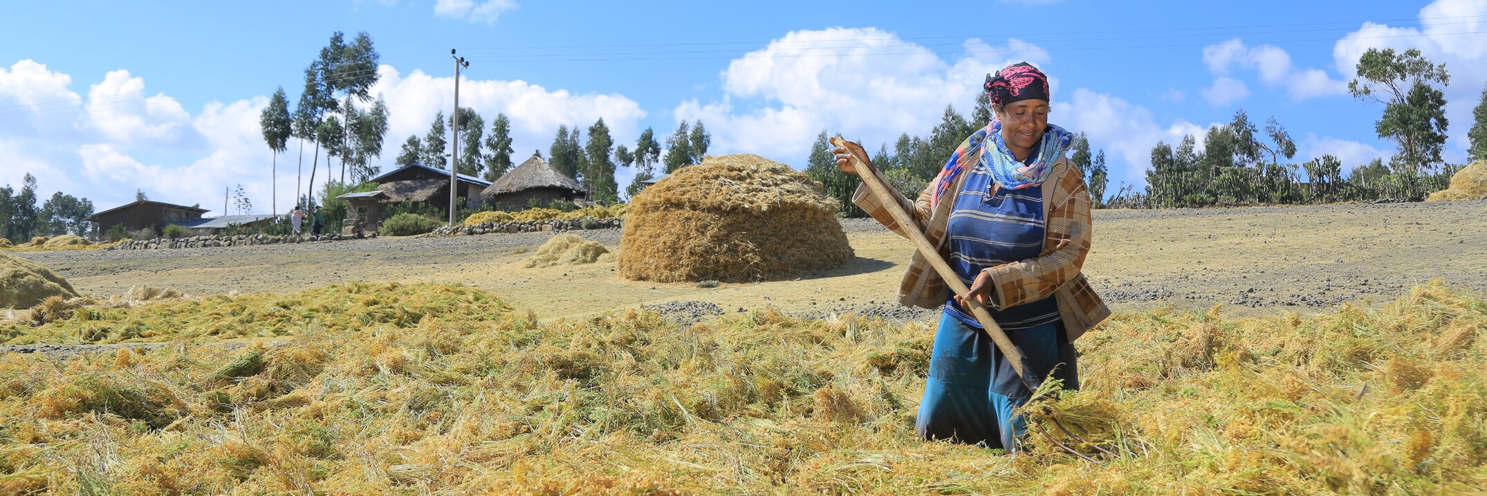 exposing alamaya crop to the sun