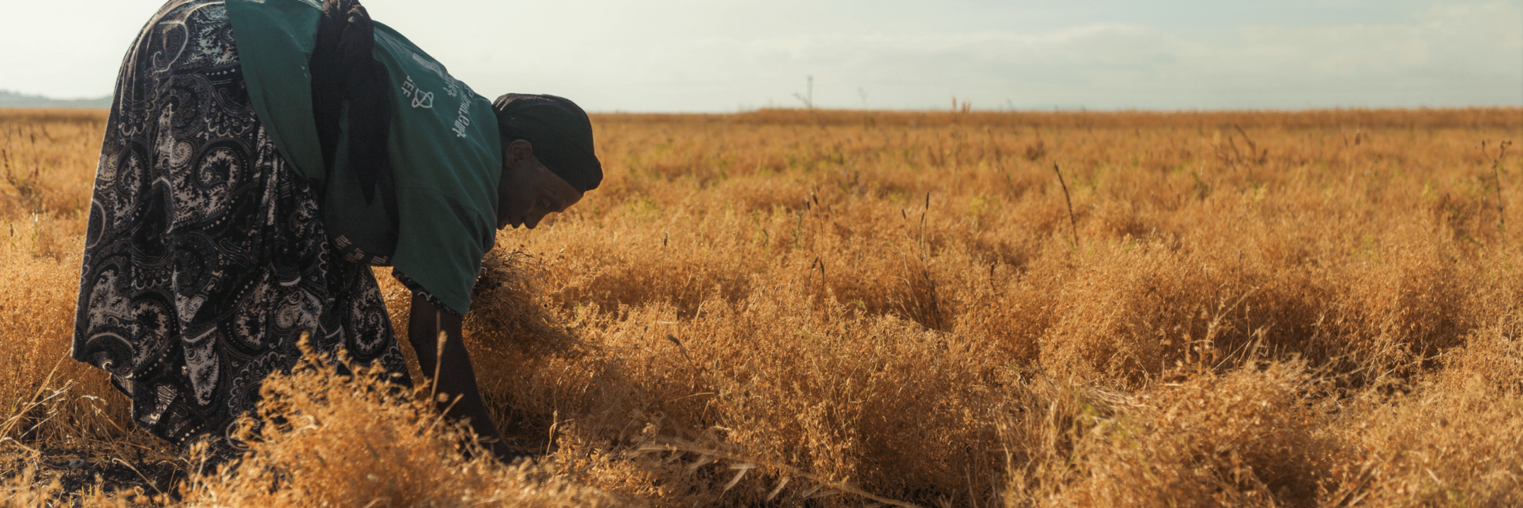 Q&A mini-series - ICARDA Scientists on the IPCC Report: Implications for the Dry Areas