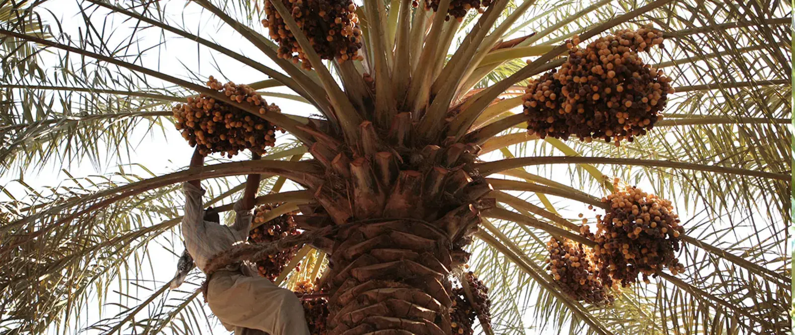 International Day of Plant Health 2025