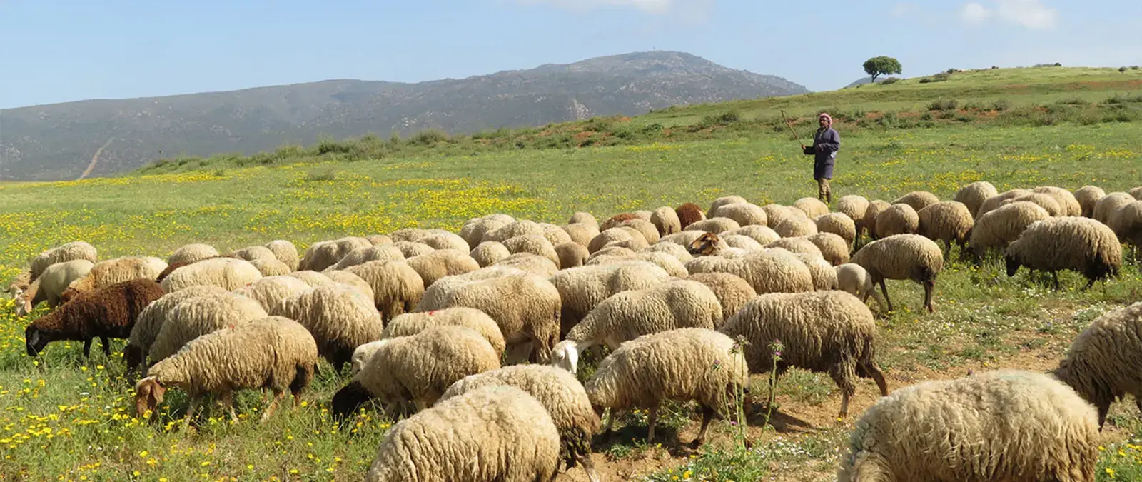 Rangelands