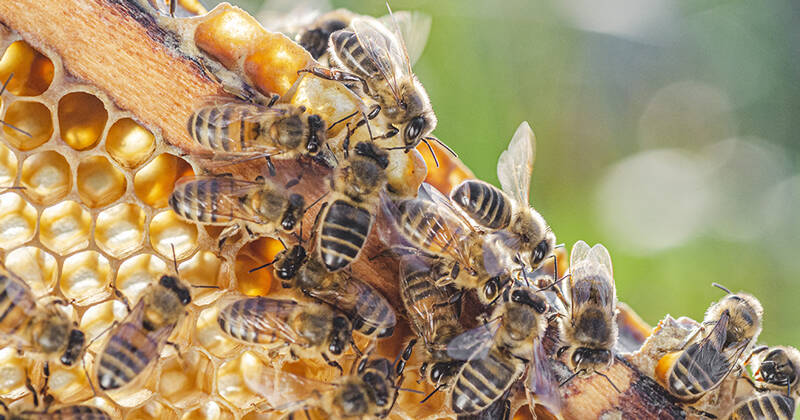 Beehive