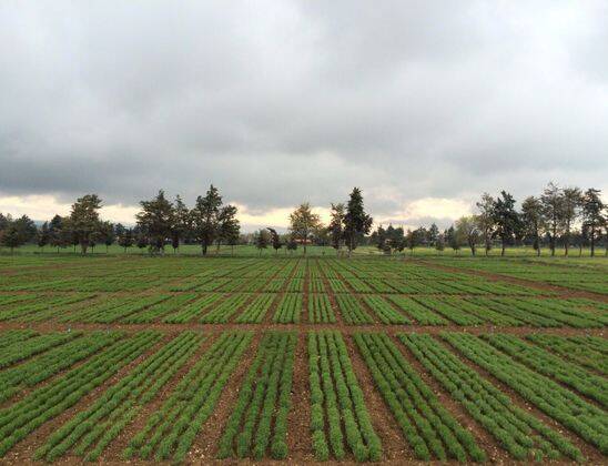International Nurseries