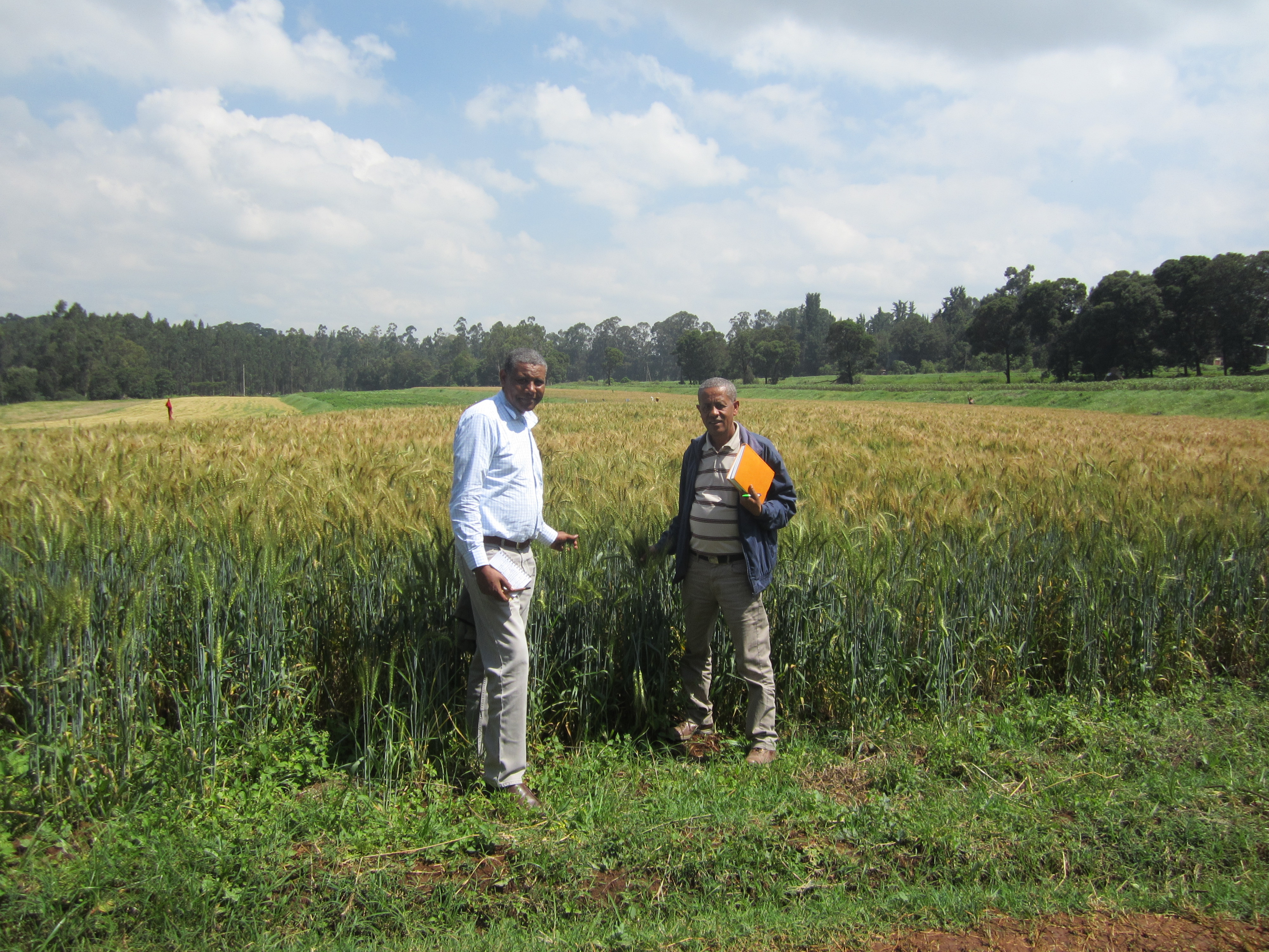 Dr. Zewdie Bishaw and a barley breeder in Ethiopia