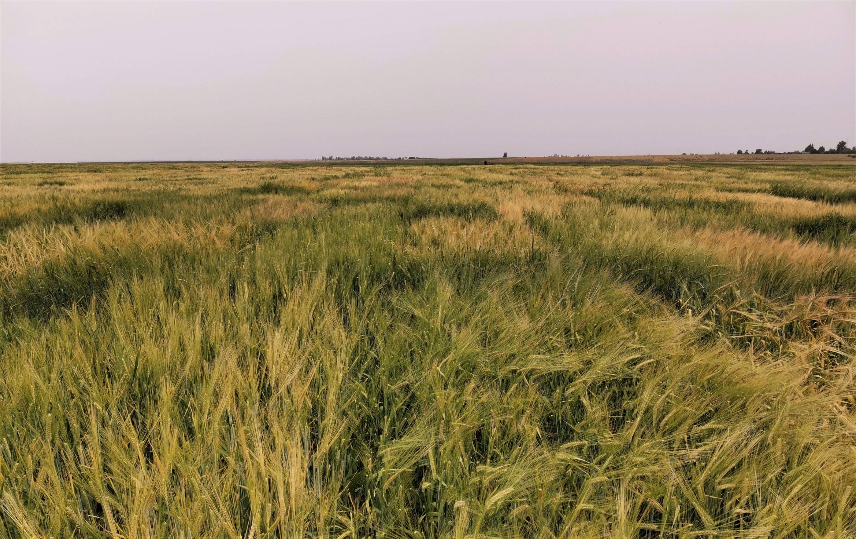 Barley field Barley field