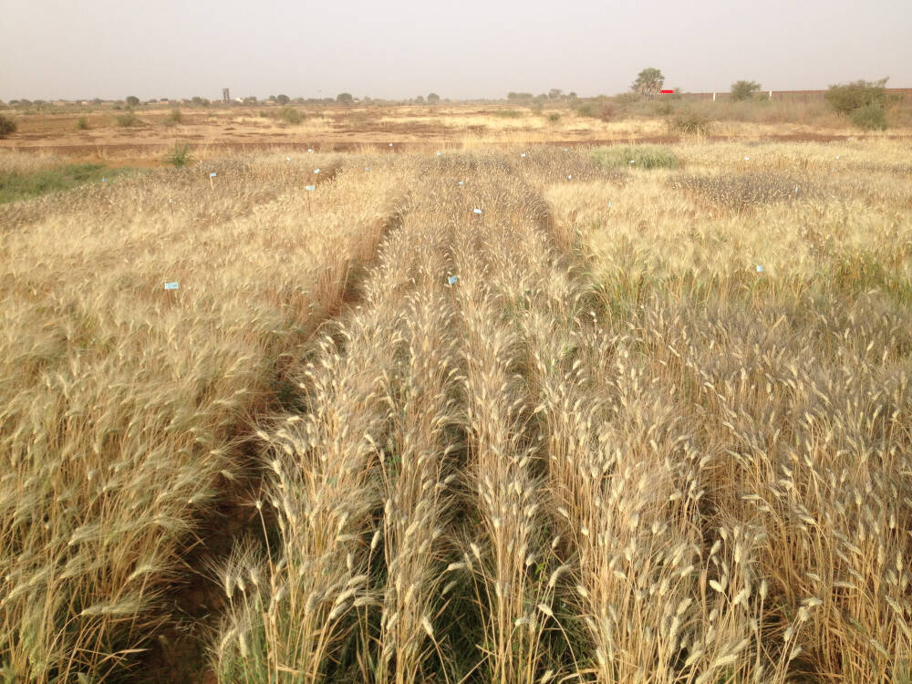 Sustainable Land Water and Soil 