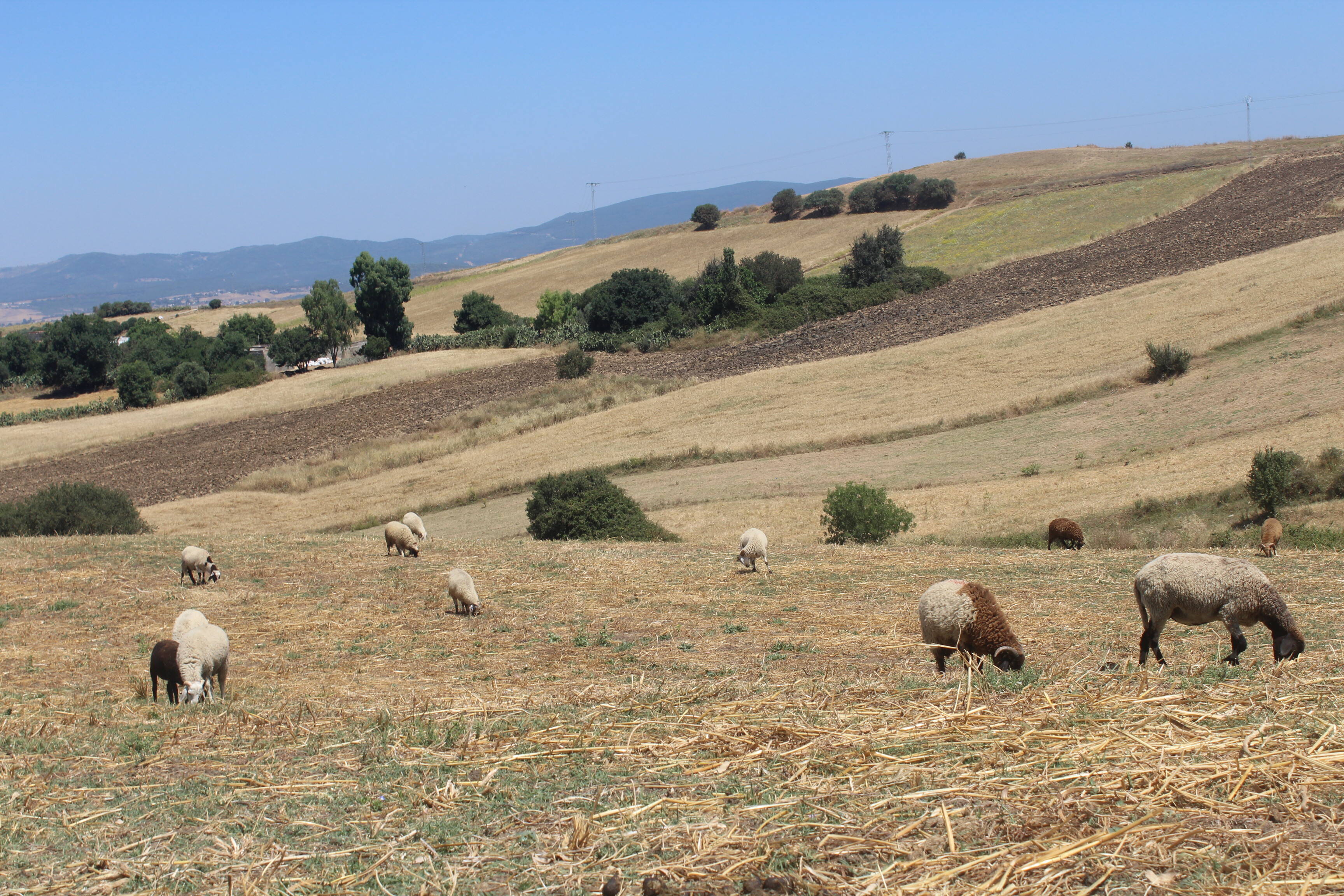 Grazing sheep in Tunisia Grazing sheep in Tunisia