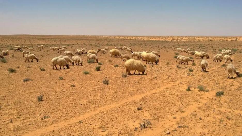 sheep grazing in Tunisia's rangelands sheep grazing in Tunisia's rangelands