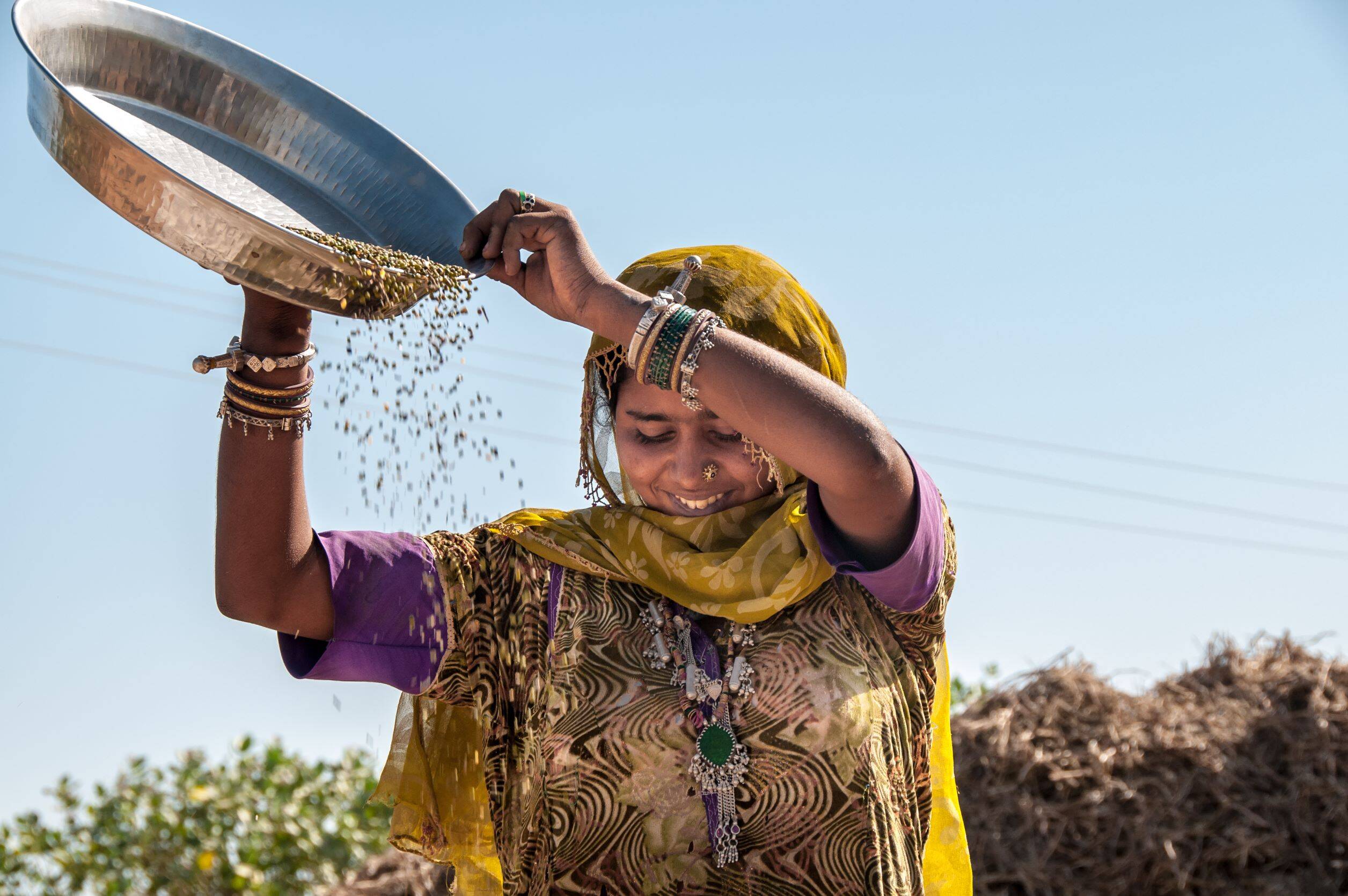 lentil farmer india