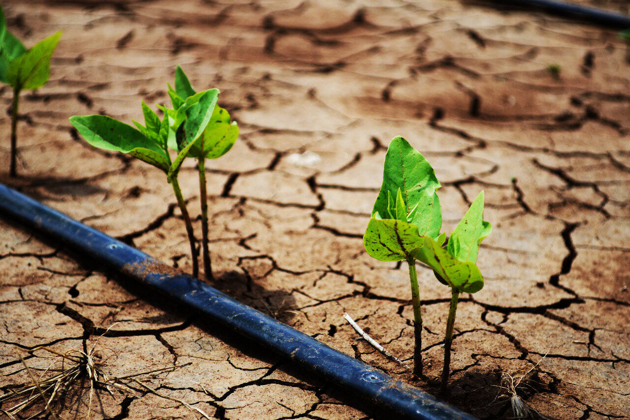 World Water Day 2023 - Irrigation