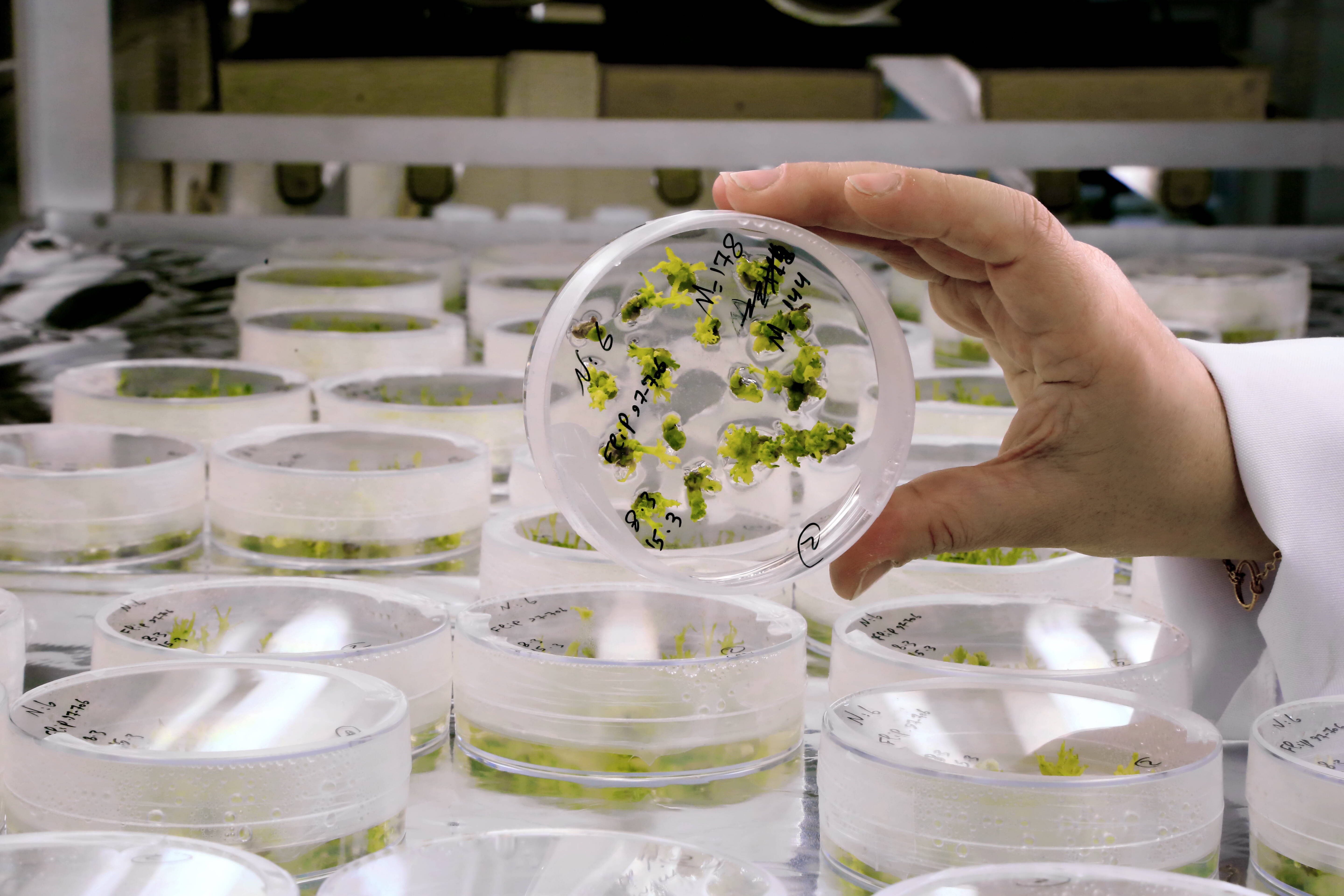 ICARDA laboratory