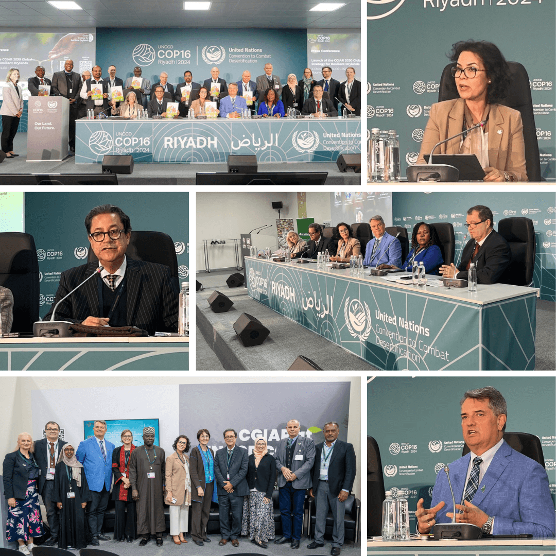 COP 16 - Collage 1