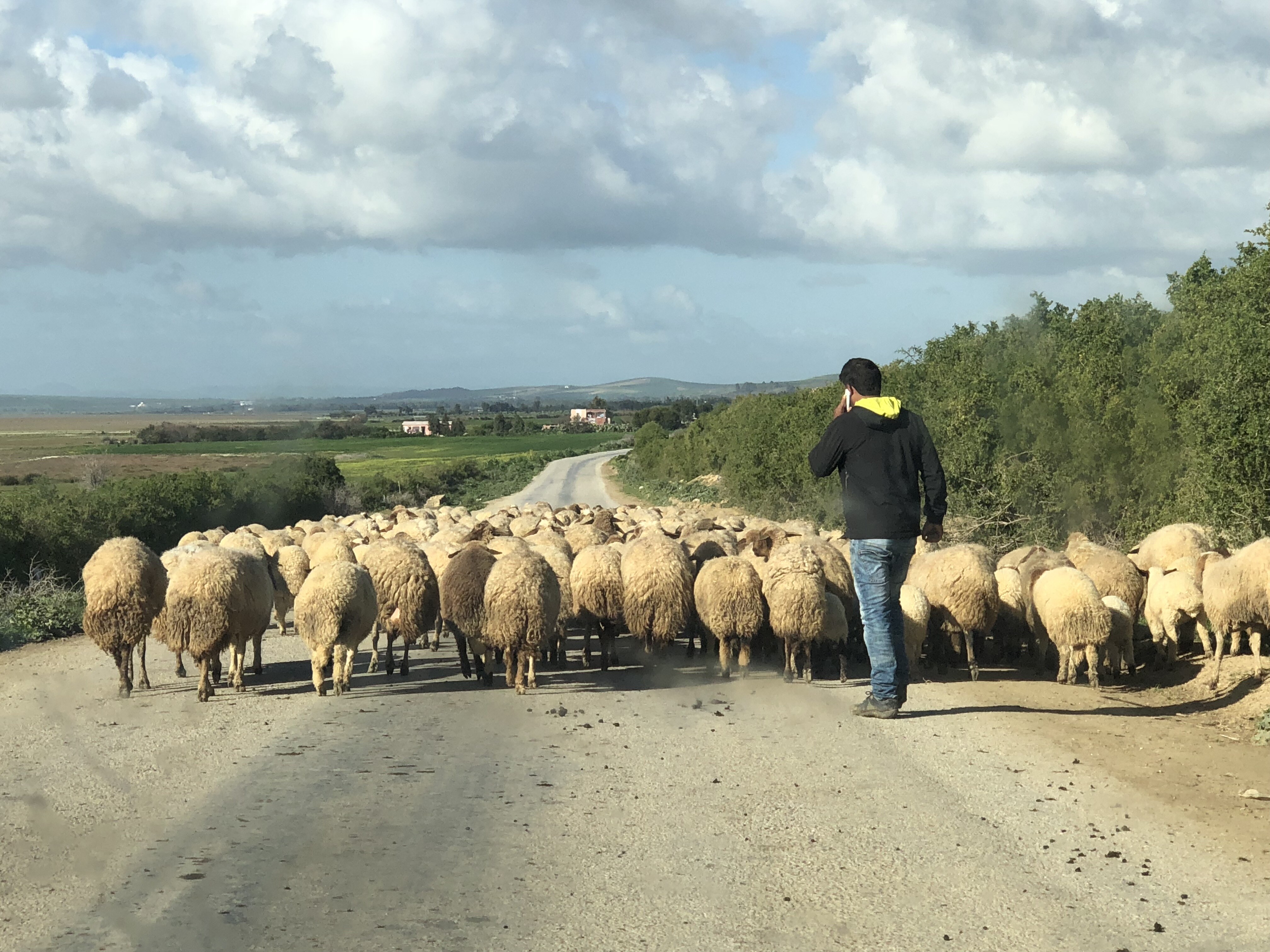 herds_mobility_tn.jpg