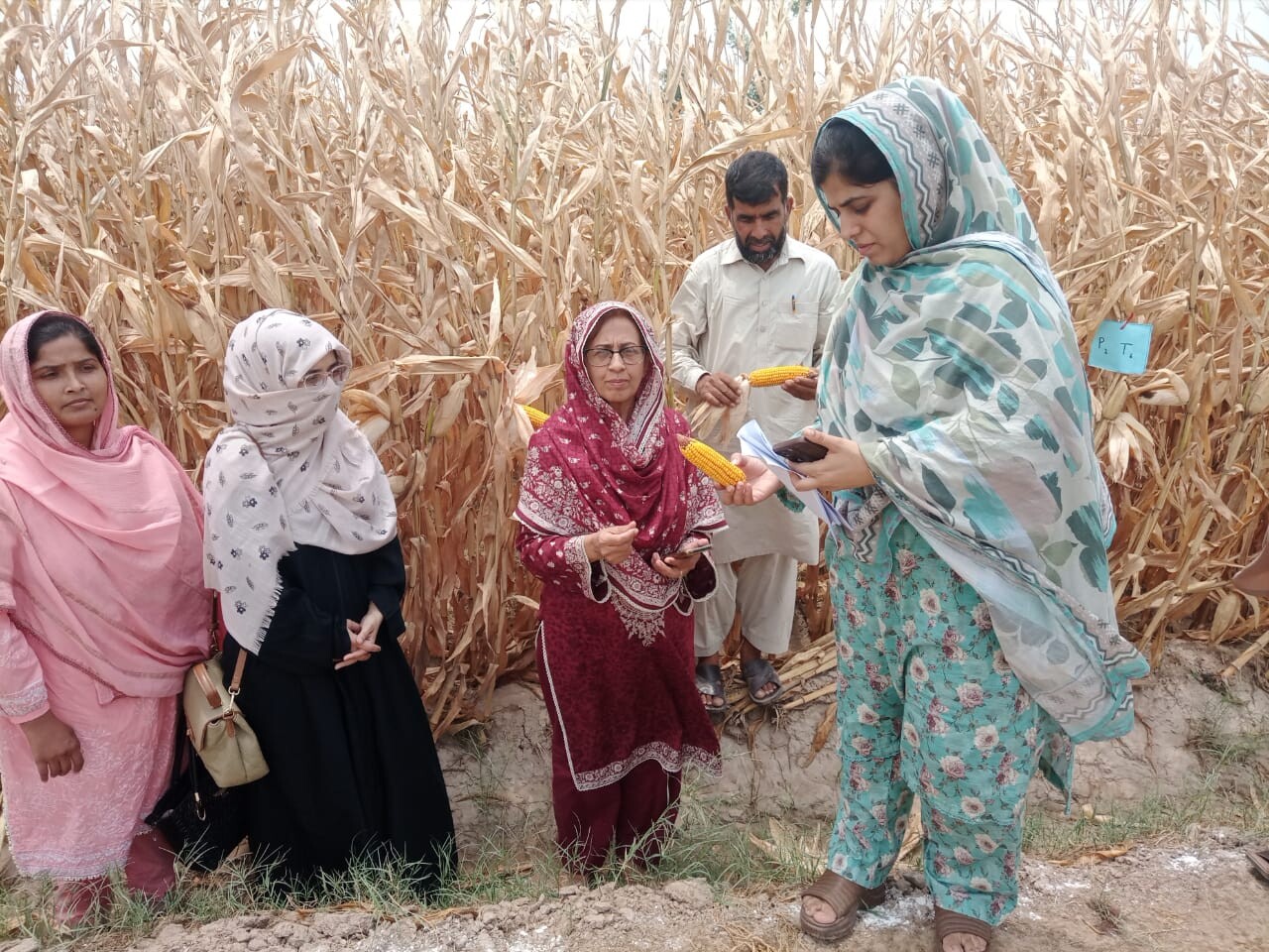 Maize Cobs
