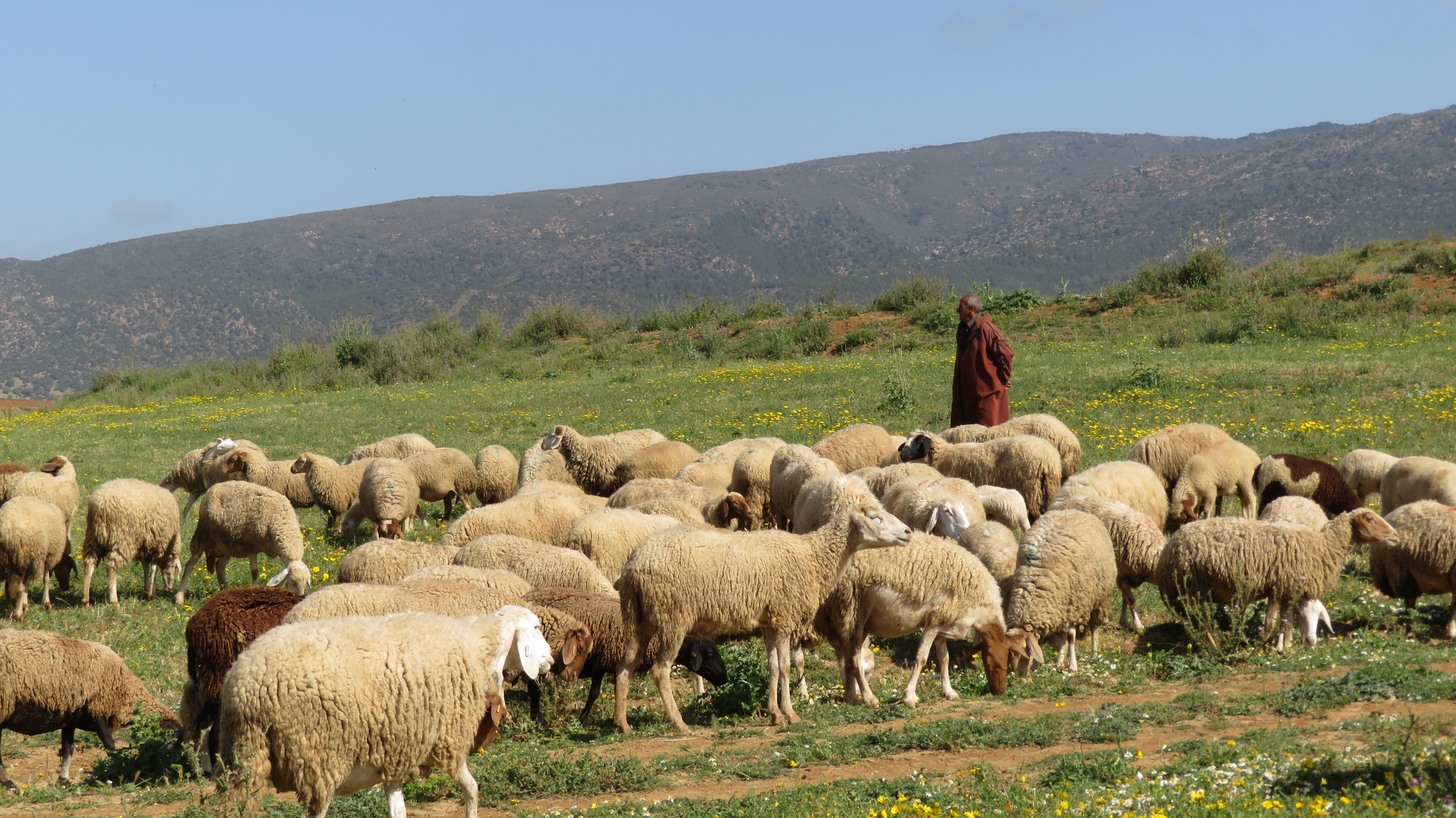 Rangelands