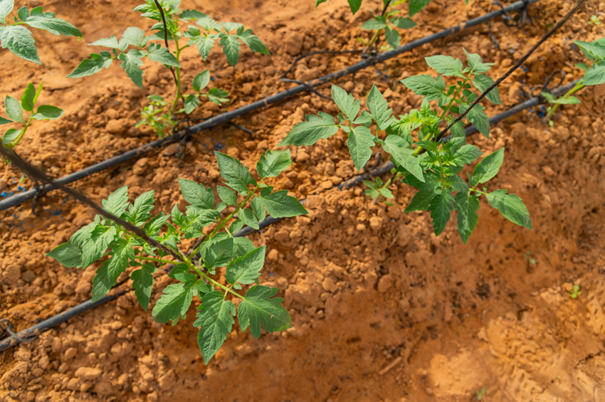 desert_soil.png