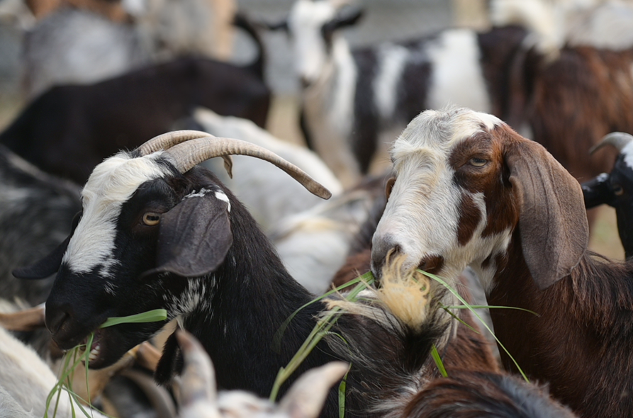 livestock-02.png