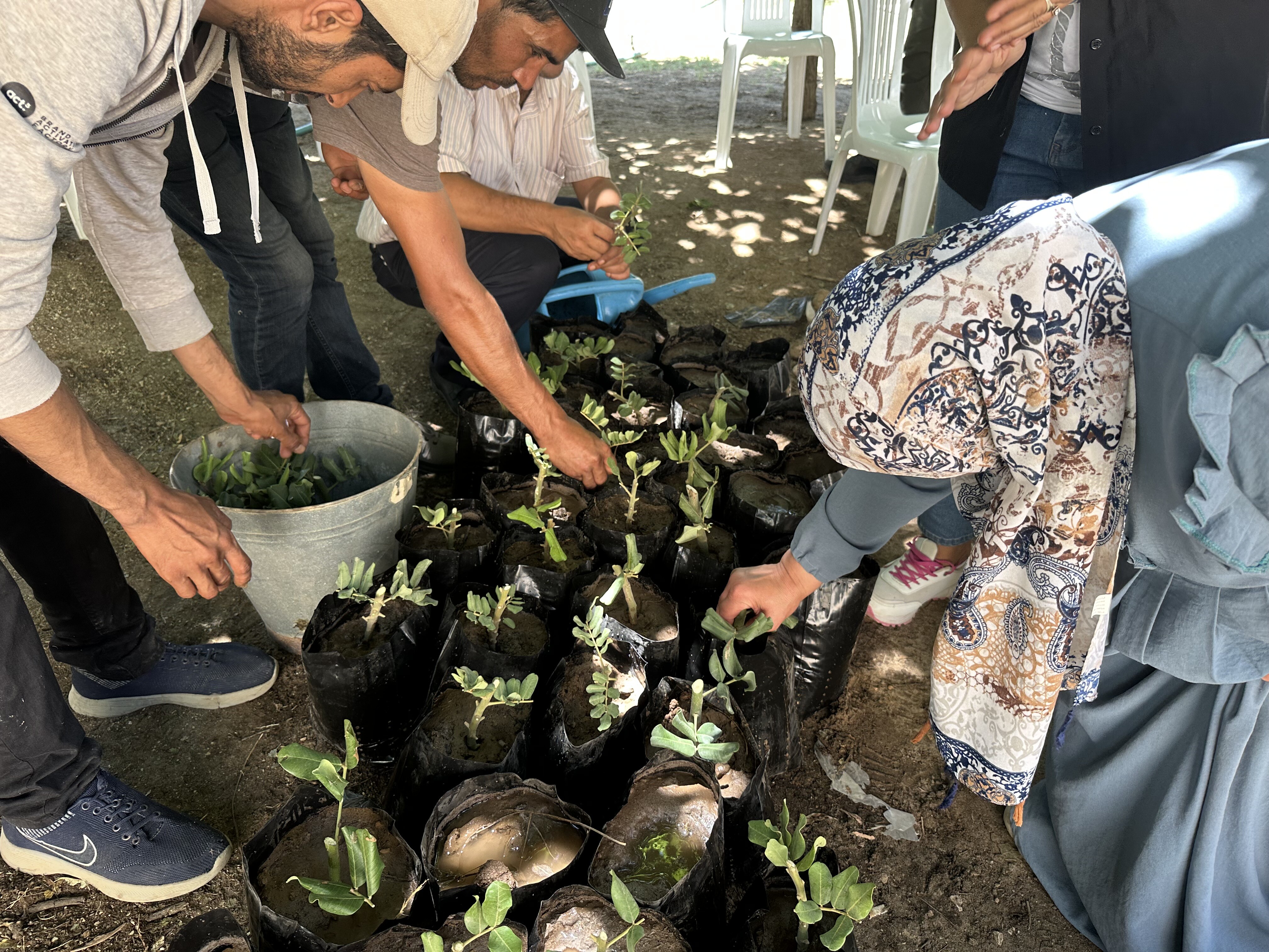 Participants placing hormone-treated carob cuttings into nursery bags during propagation training