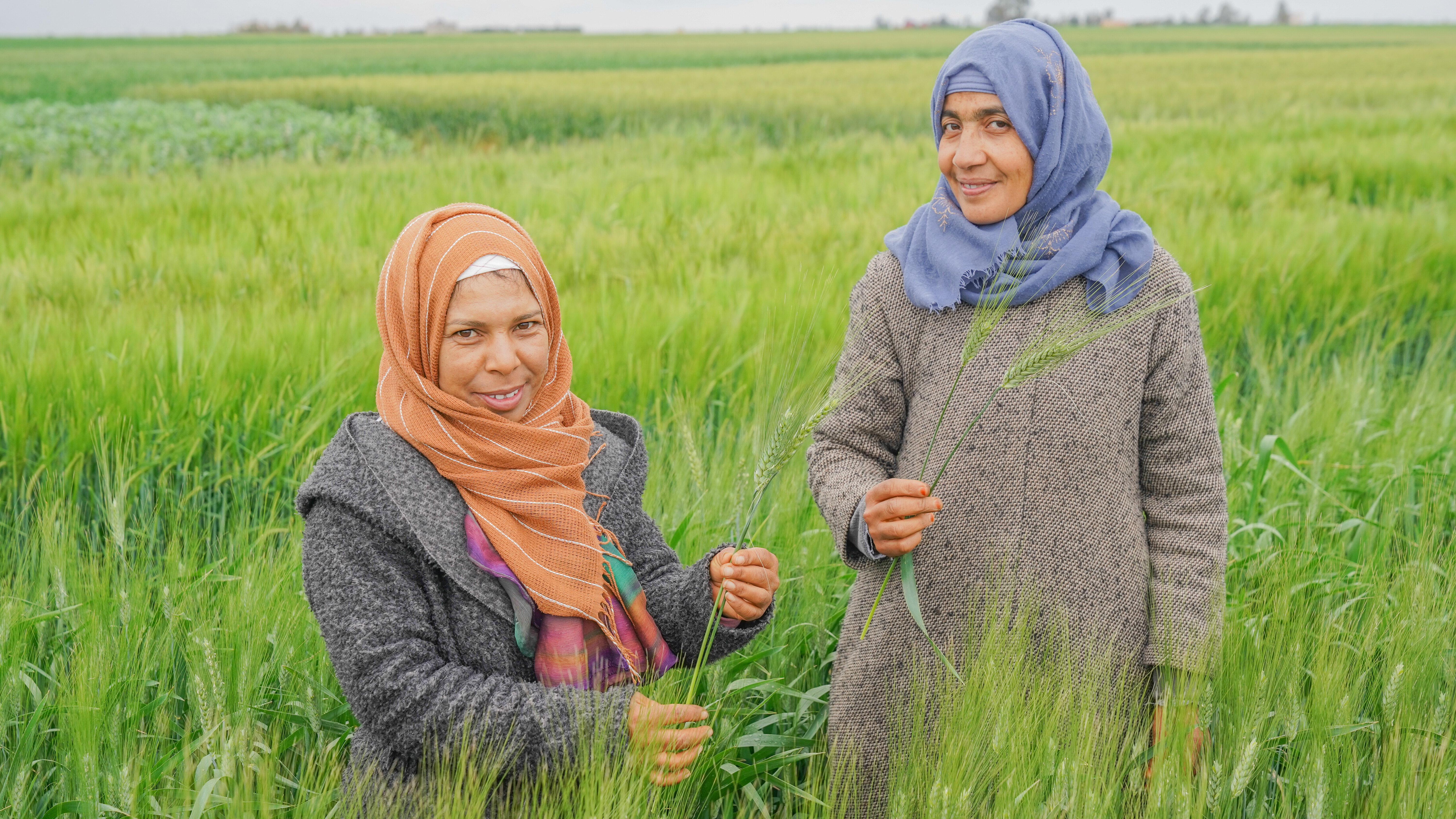 Moroccan women farmers in a wheat field in Brachoua, Morocco. Photo: Adnane Azizi/ICARDA