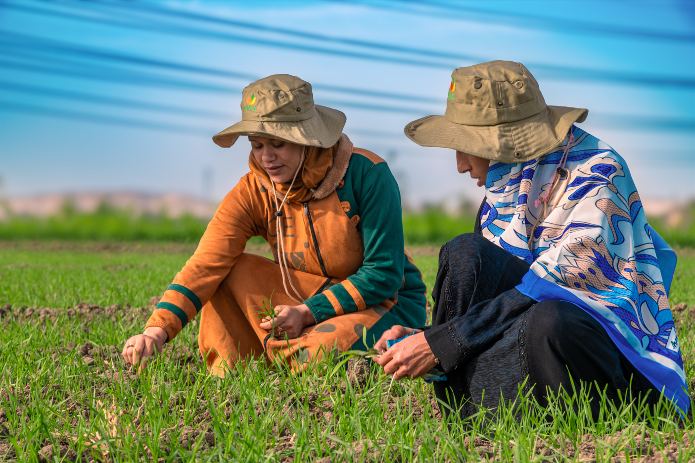 Women farmers weeding a land plot in Assiut, Egypt. Photo: Ahmed El Sheemy/ICARDA.