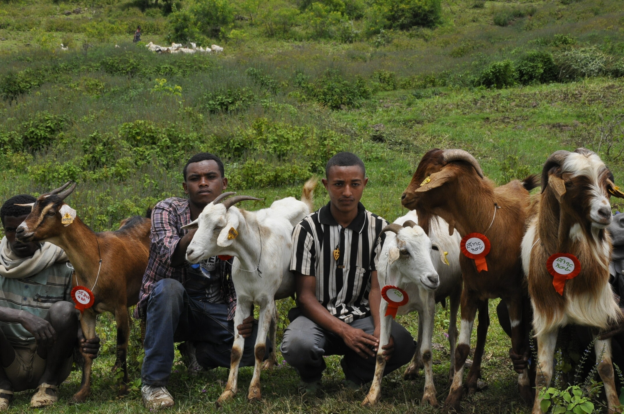 Community-based goat breeding field day in the Gumara-Maksegnit watershed, Ethiopia, in 2014.