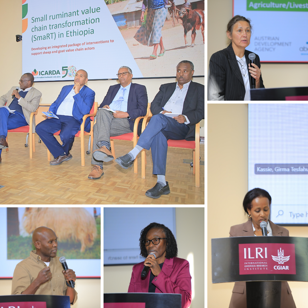 From left to right/top to bottom: Panel discussion with Dr. Diriba Geleti, Deputy Director General at the Ethiopian Institute of Agricultural Research, Dr. Asrat Tera, Director General at the Livestock Development Institute (LDI), Dr. Yoseph Mekasha, Director Livestock Commercialization, and Dr. Berhanu Admassu, CEO Smart Livestock Solutions; Dr. Barbara Rischkowsky, Research Team Leader - Resilient Agrosilvopastoral Systems and Social, Economy and Policy Research, ICARDA; Dr. Aynalem Haile, Principal Scien