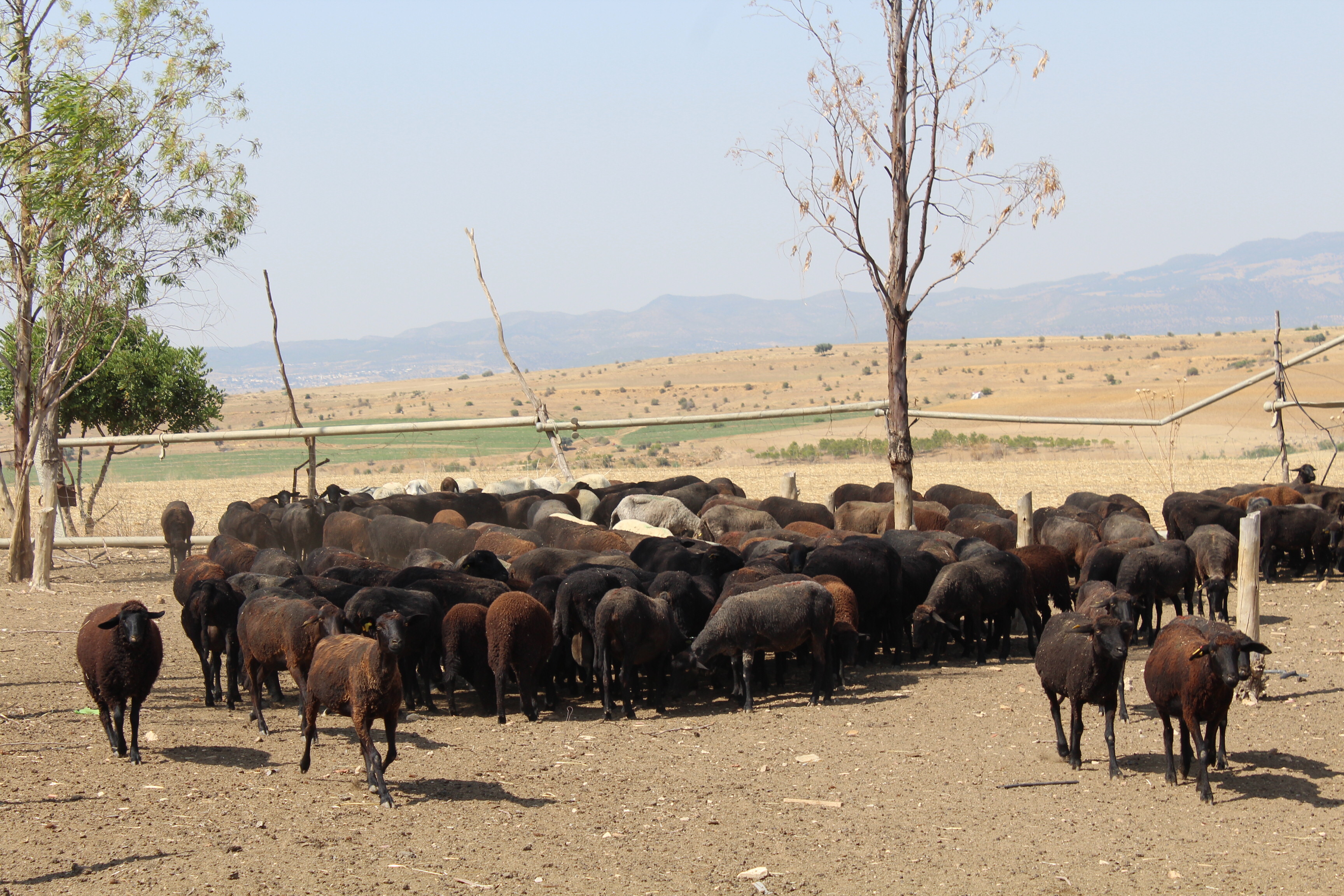 Noire de Thibar Sheep