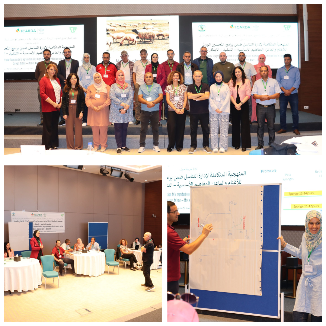 Small Ruminants ToT Workshop - November 2025