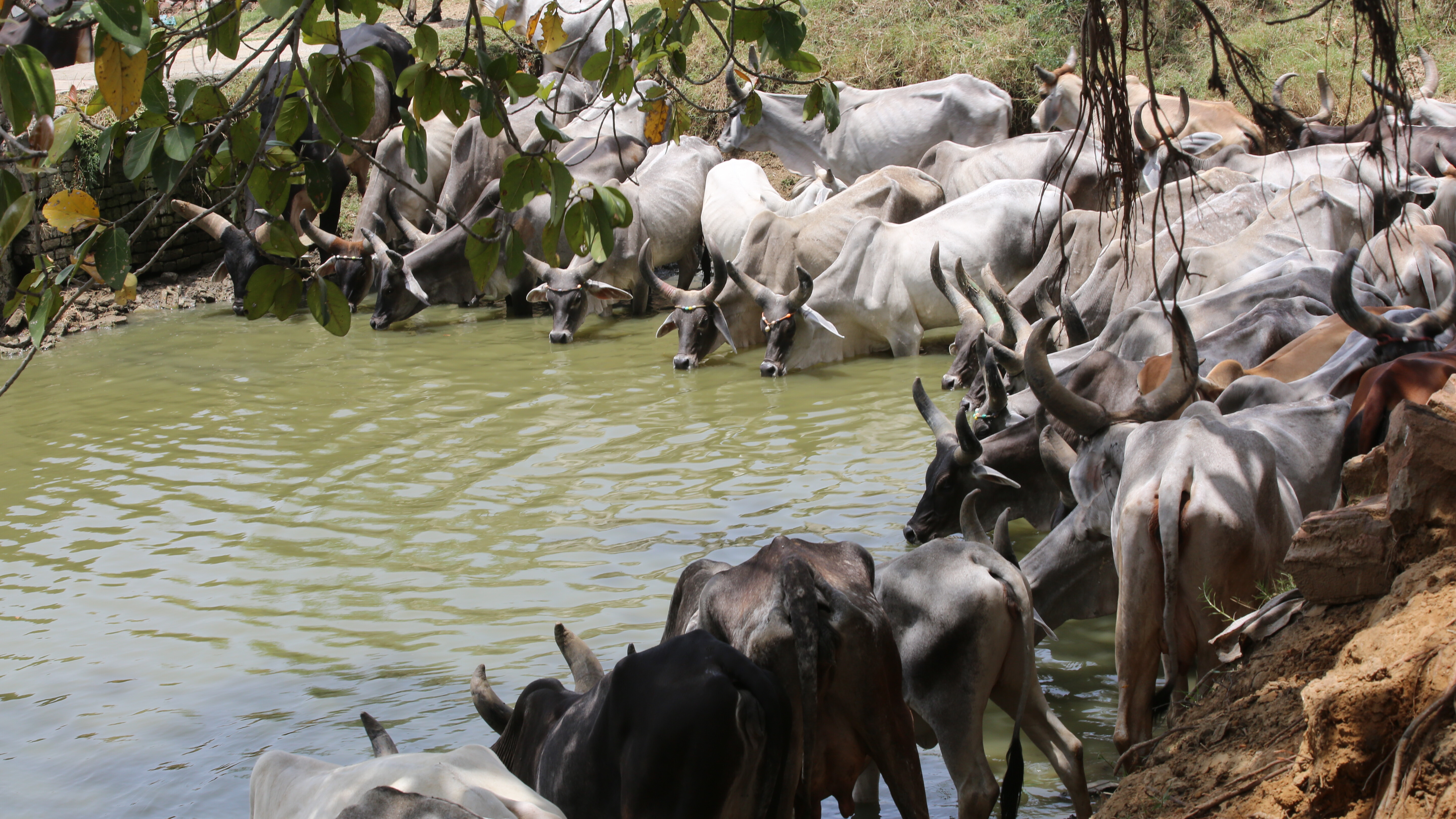 Raika herd in Rajasthan, India. Photo: ICARDA