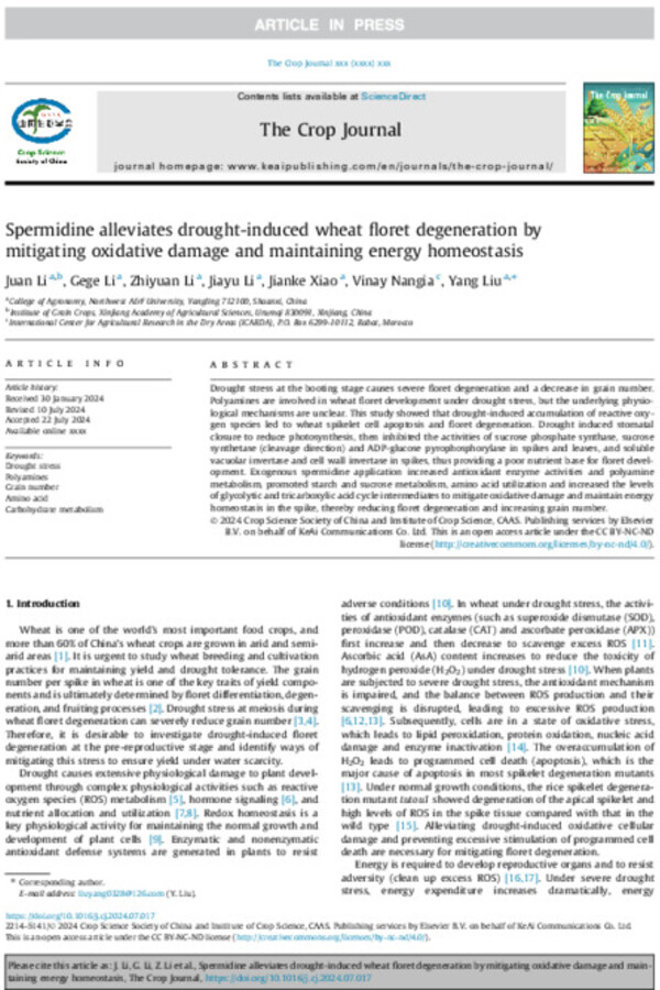Spermidine alleviates drought-induced wheat floret degeneration by mitigating oxidative damage and maintaining energy homeostasis Spermidine alleviates drought-induced wheat floret degeneration by mitigating oxidative damage and maintaining energy homeostasis