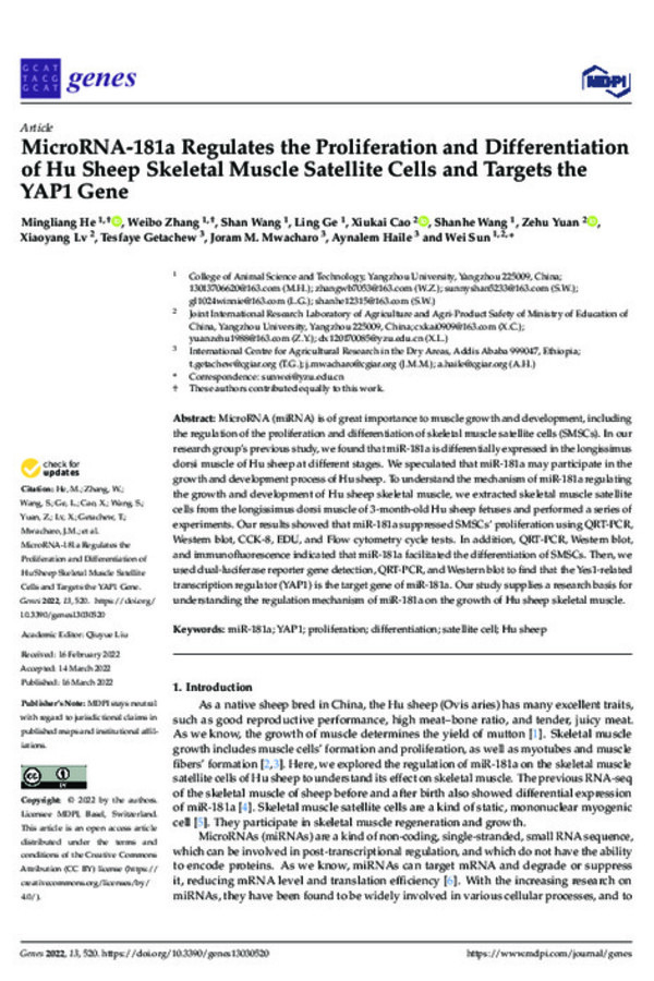 MicroRNA-181a Regulates the Proliferation and Differentiation of Hu Sheep Skeletal Muscle Satellite Cells and Targets the YAP1 Gene