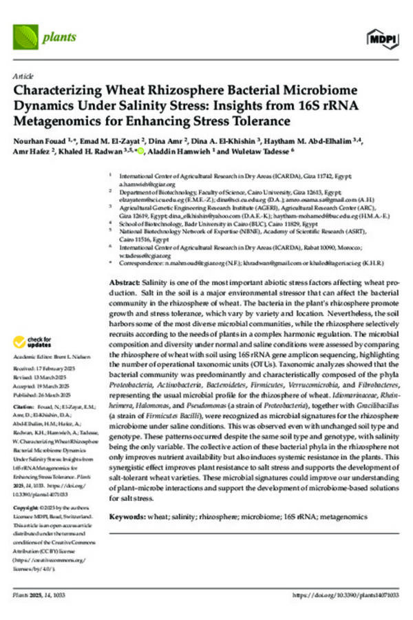 Characterizing Wheat Rhizosphere Bacterial Microbiome Dynamics Under Salinity Stress: Insights from 16S rRNA  Metagenomics for Enhancing Stress Tolerance