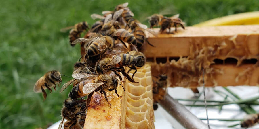 Bees Bees