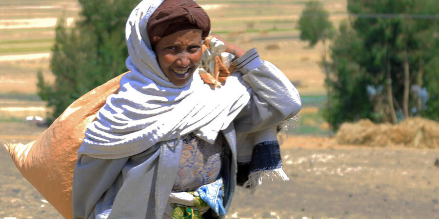 Carrying a small amount of harvested lentils because of lack of a donkey Carrying a small amount of harvested lentils because of lack of a donkey